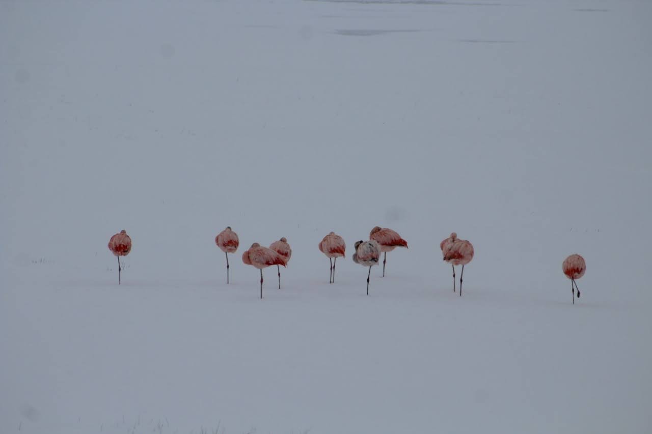 flamencos lago argentino nieve calafate